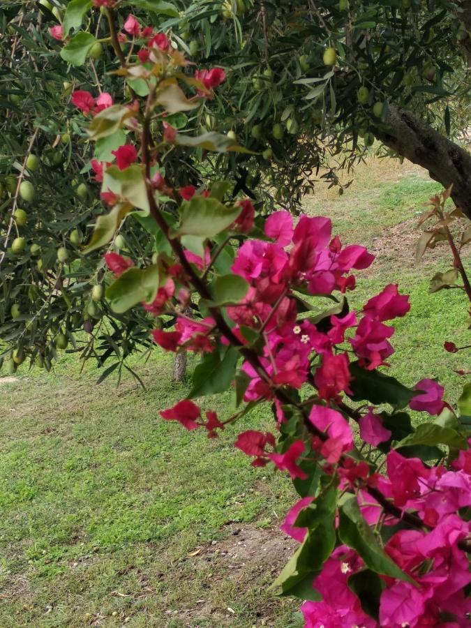 Ases Villa Lagonisi Halkidiki Ormos Panagias Zewnętrze zdjęcie